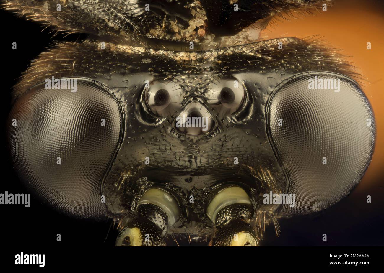 Black slip wasp head Stock Photo - Alamy
