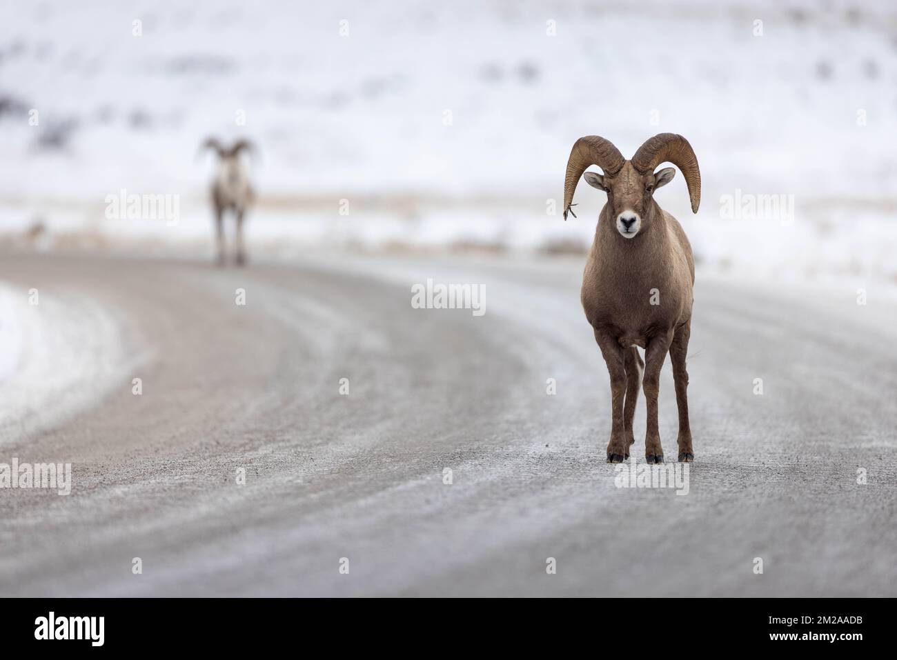 Two bighorn sheep rams walking in opposite directions on an icy dirt road. National Elk Refuge, Wyoming Stock Photo