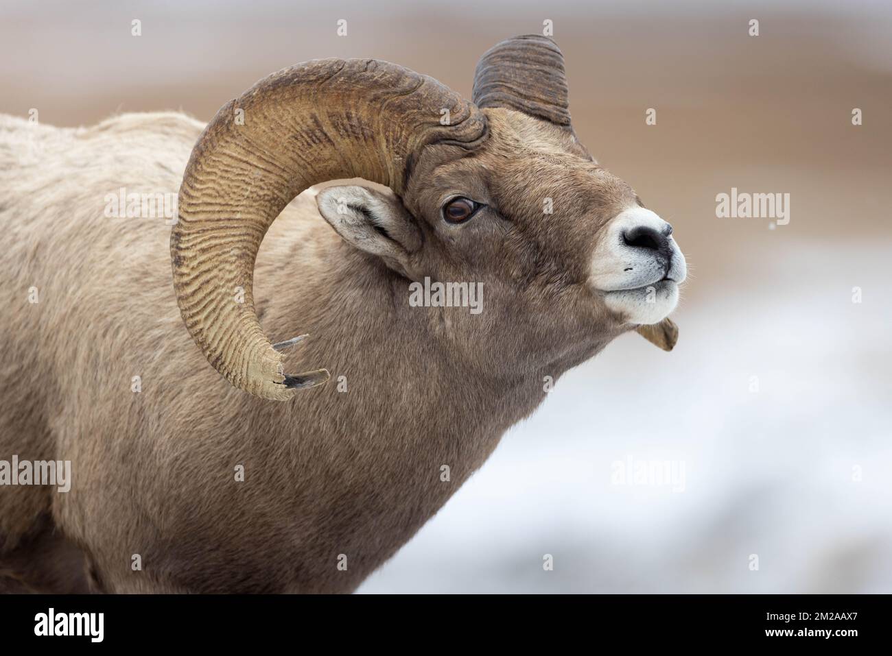 A bighorn sheep ram following a scent through a light snowfall. National Elk Refuge, Wyoming Stock Photo