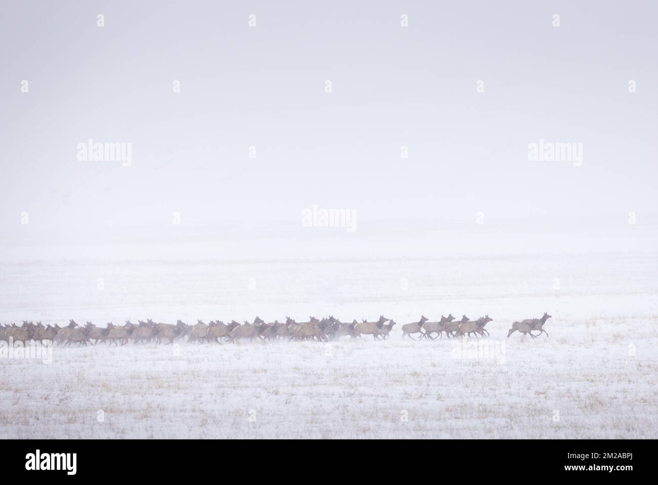 A herd of bull elk running through a thick snow and fog. National Elk Refuge, Wyoming Stock Photo