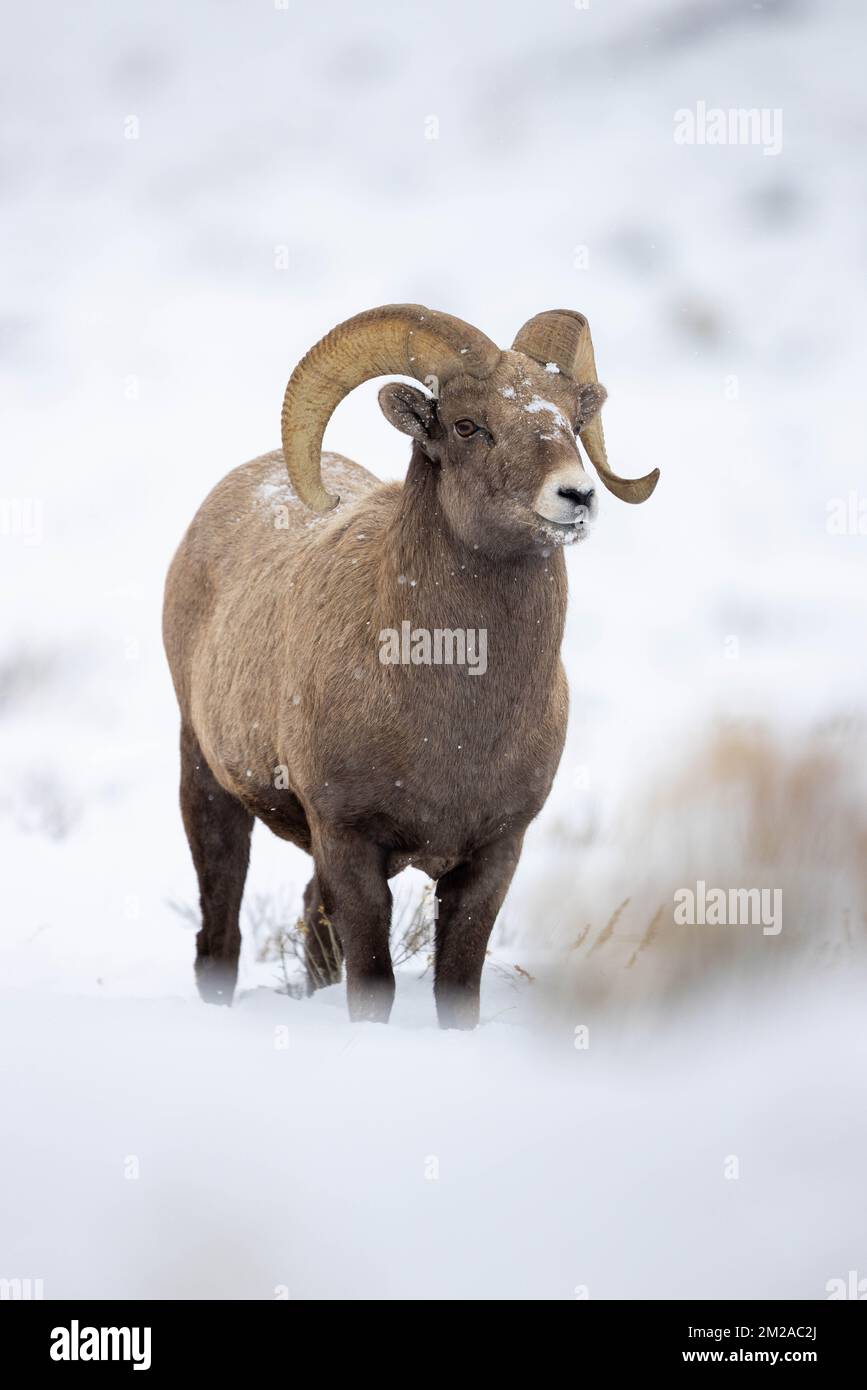 A bighorn sheep ram standing in snow during a light snowfall. National Elk Refuge, Wyoming Stock Photo