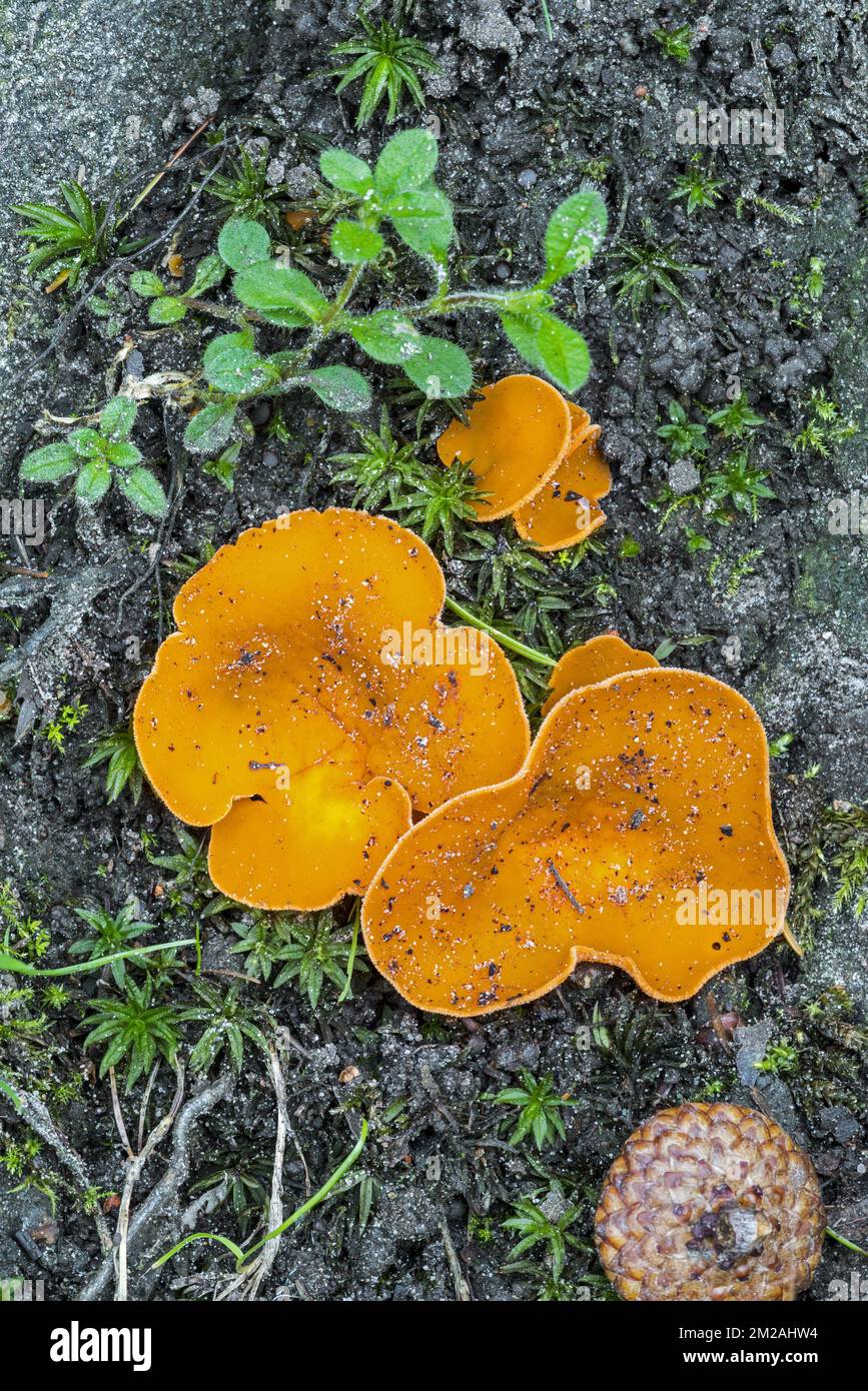 Orange peel fungus (Aleuria aurantia / Peziza aurantia) in autumn forest | Pézize orangée (Aleuria aurantia / Peziza aurantia) 04/10/2017 Stock Photo