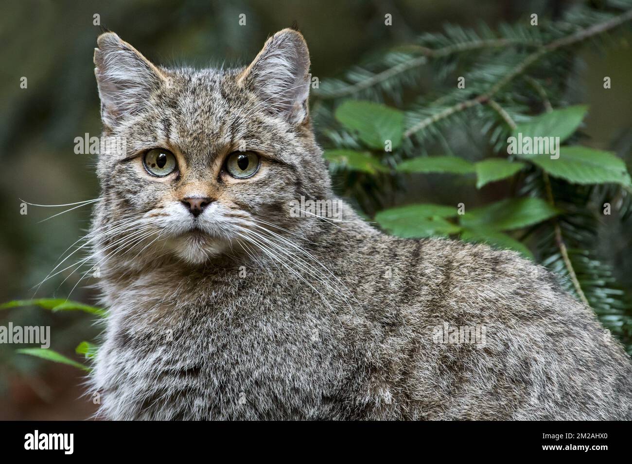 Chat forestier