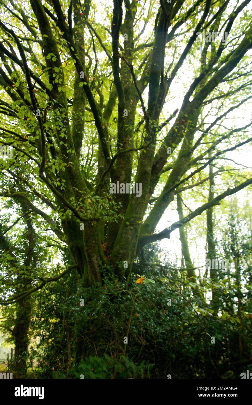 Majestic old beech tree hi-res stock photography and images - Alamy