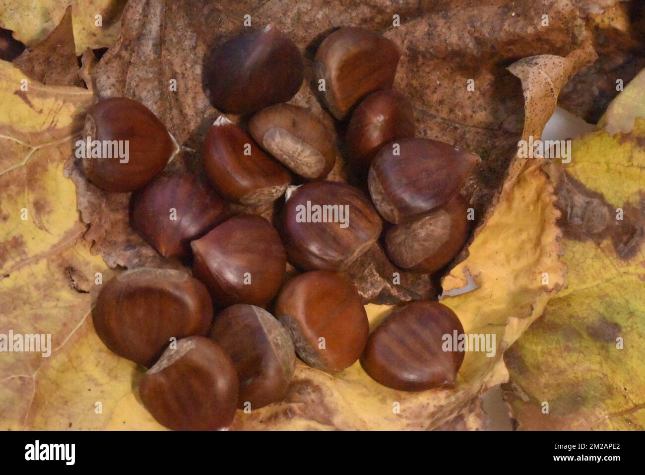 Automne fruits | Fruits d'automne 04/11/2017 Stock Photo - Alamy