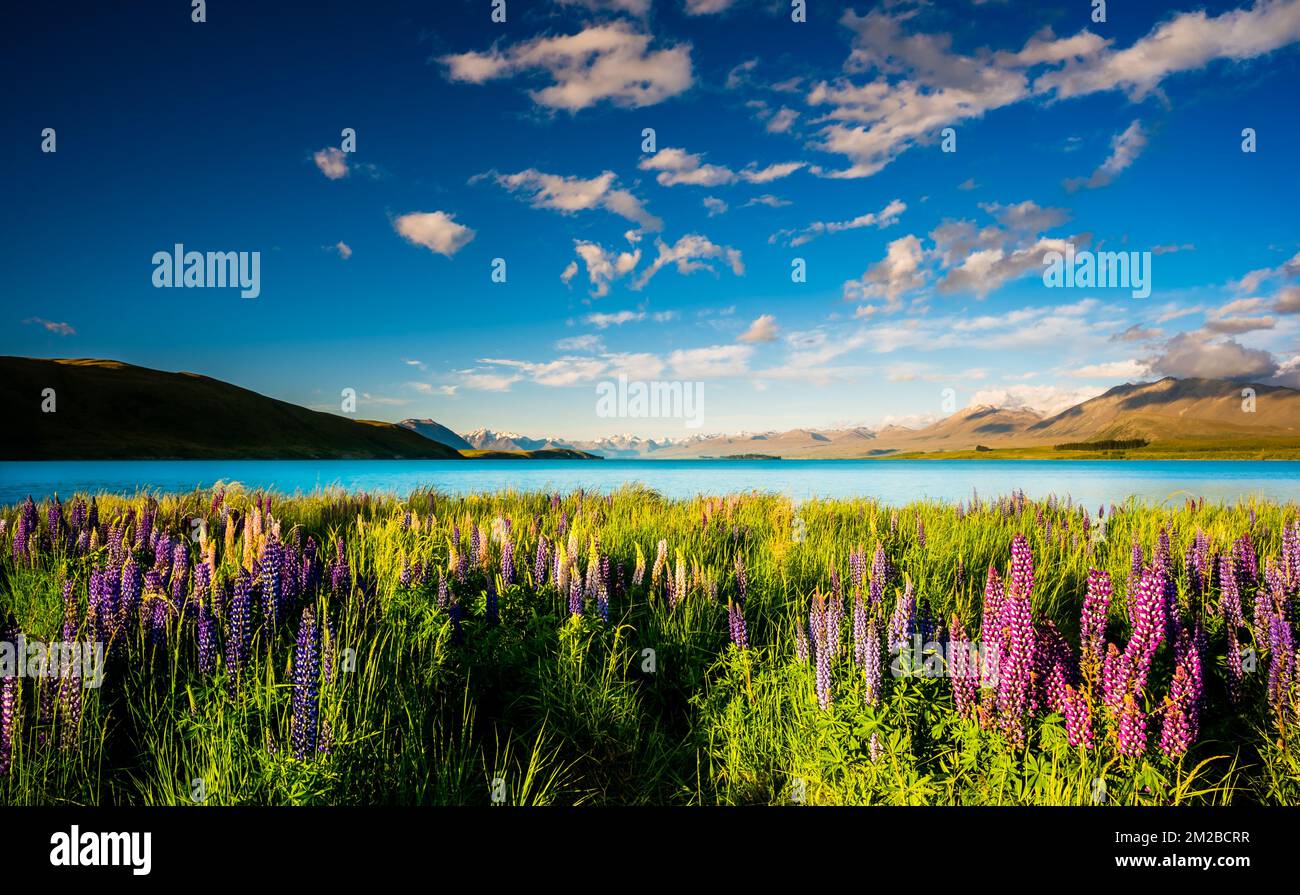 Lake Tekapo in South Island of New Zealand Stock Photo - Alamy
