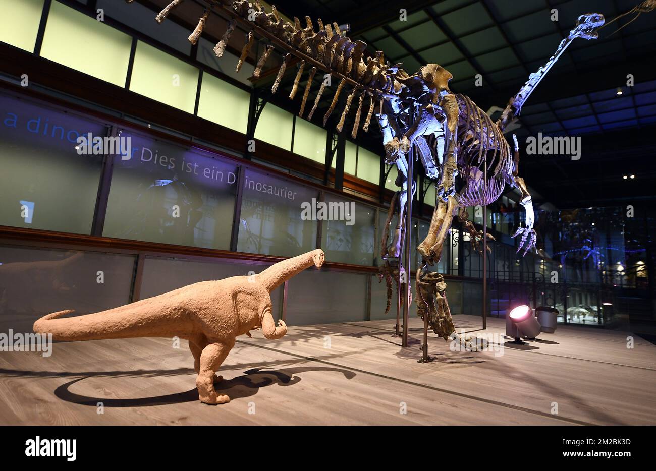 Illustration picture shows the skeleton of a Plateosaurus dinosaur ...