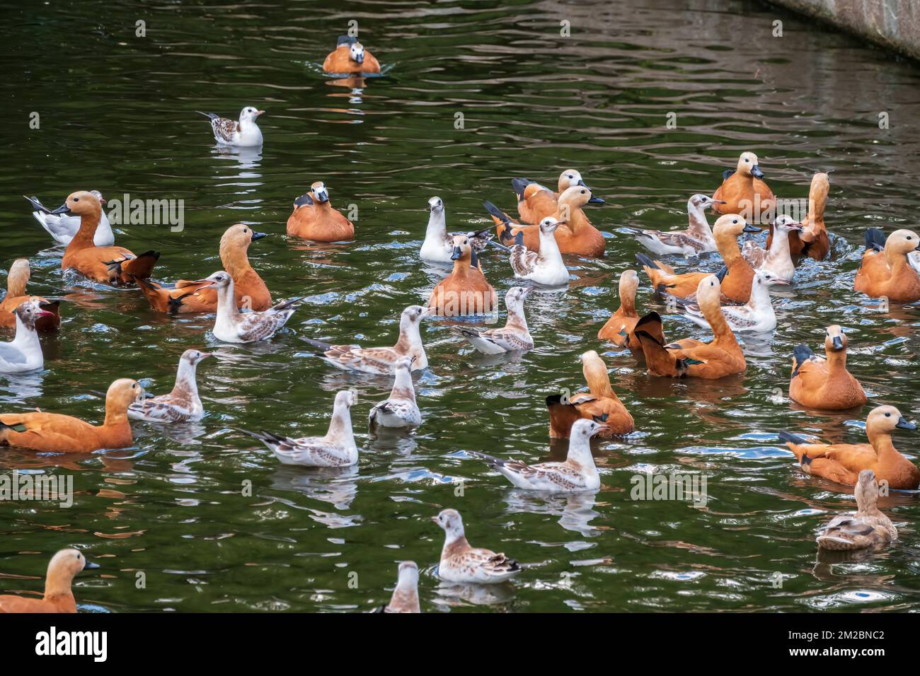 A flock of shelducks and seagulls swim in the water. Group of common ...