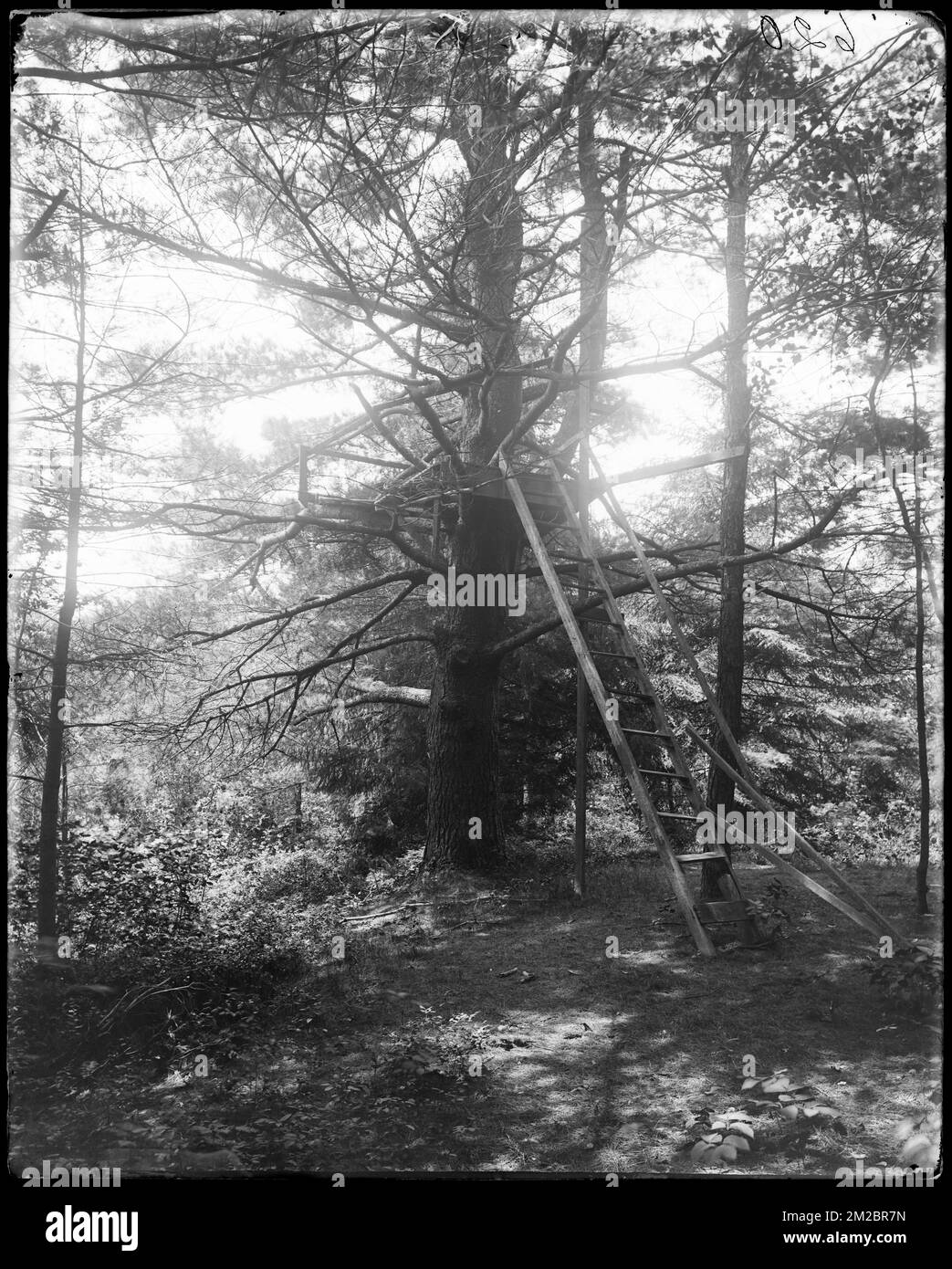 Concord, rear 'Wayside,' views, Hathorne and Lothrop tree , Trees