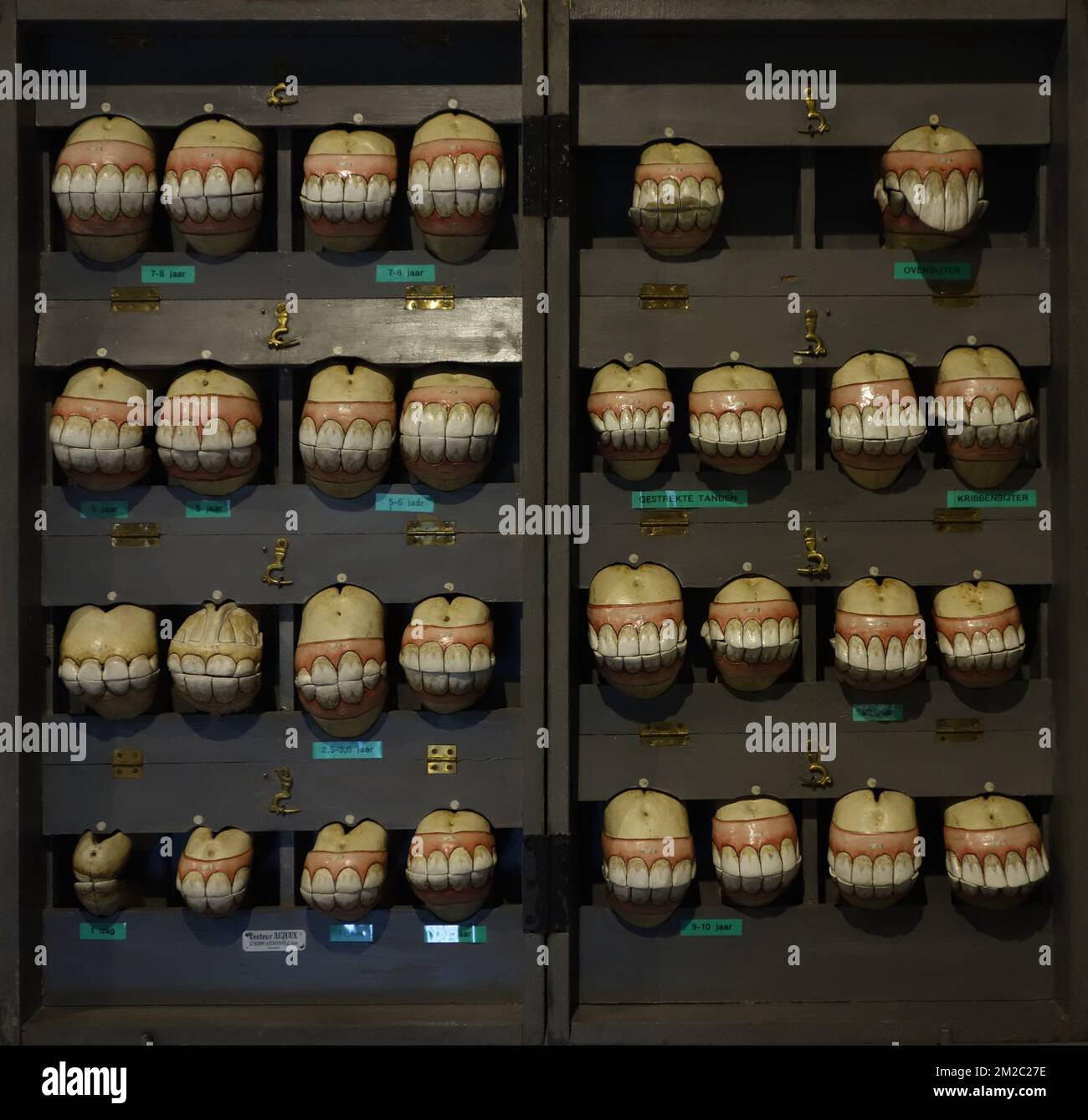 Wooden box with replicas of horses' set of teeth of all age development ...