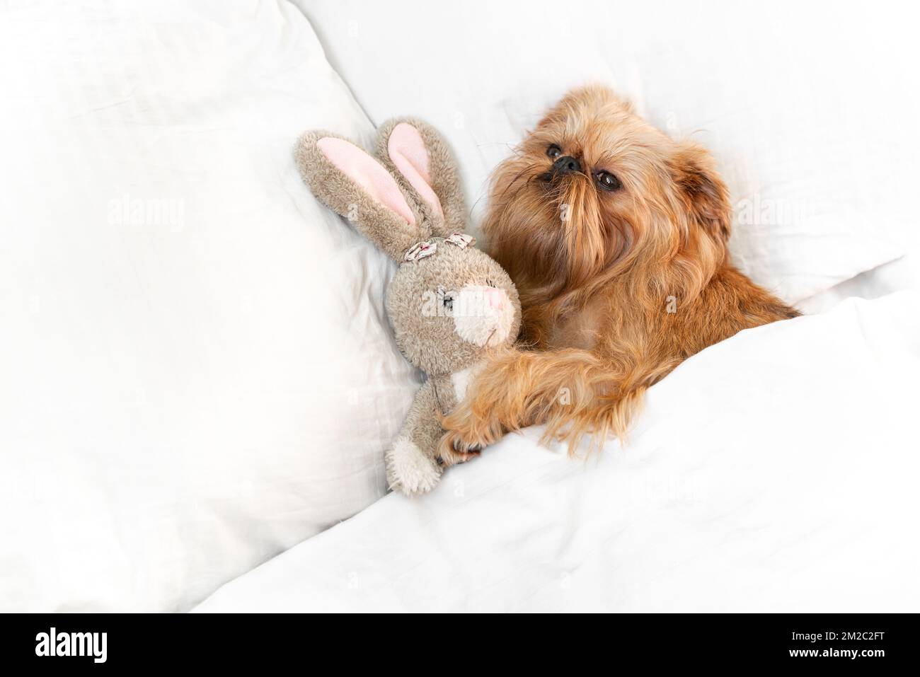 Doll house brussels deals griffon