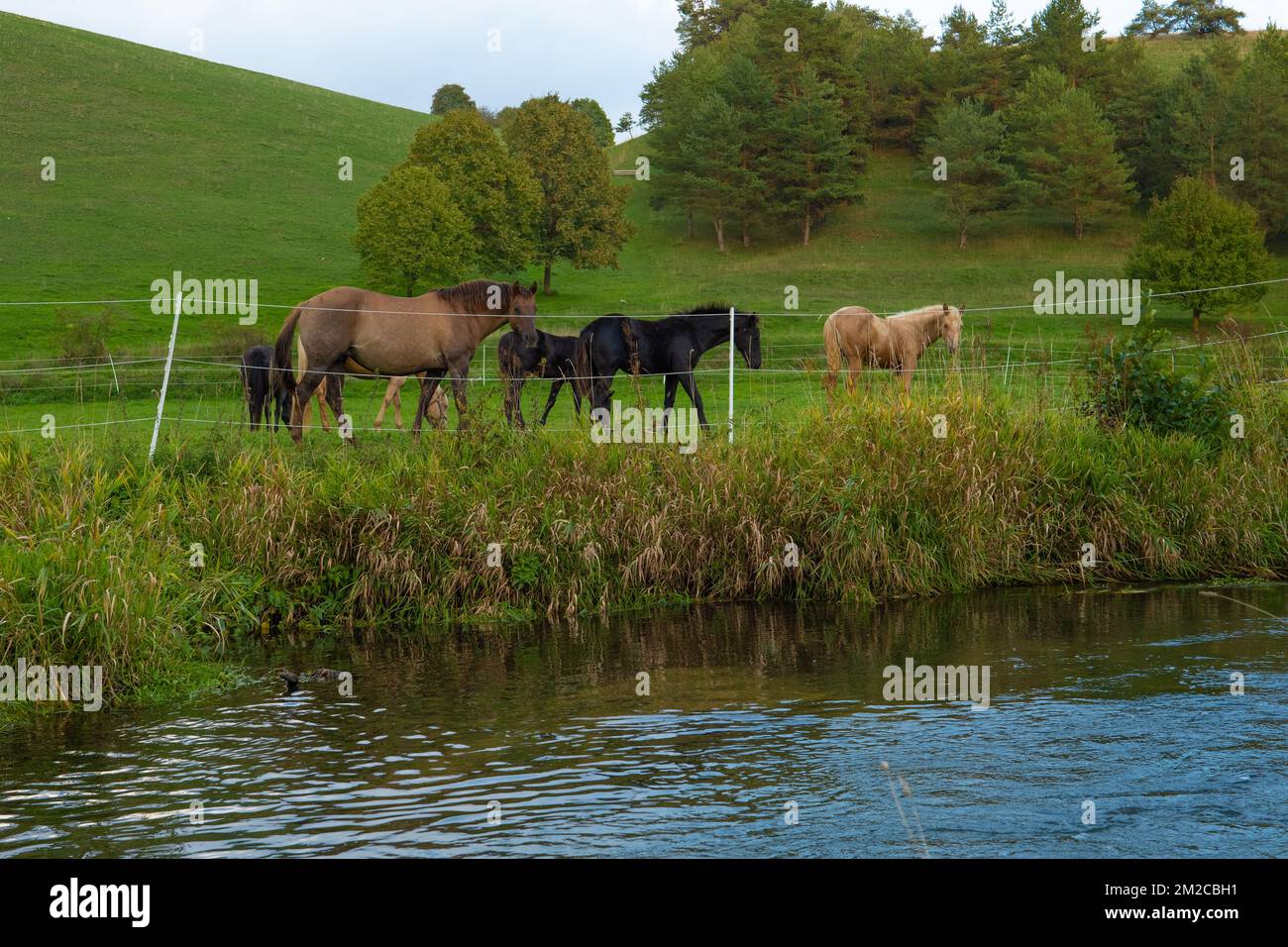 Horses in a fenced paddock near a river. Breeding and raising horses