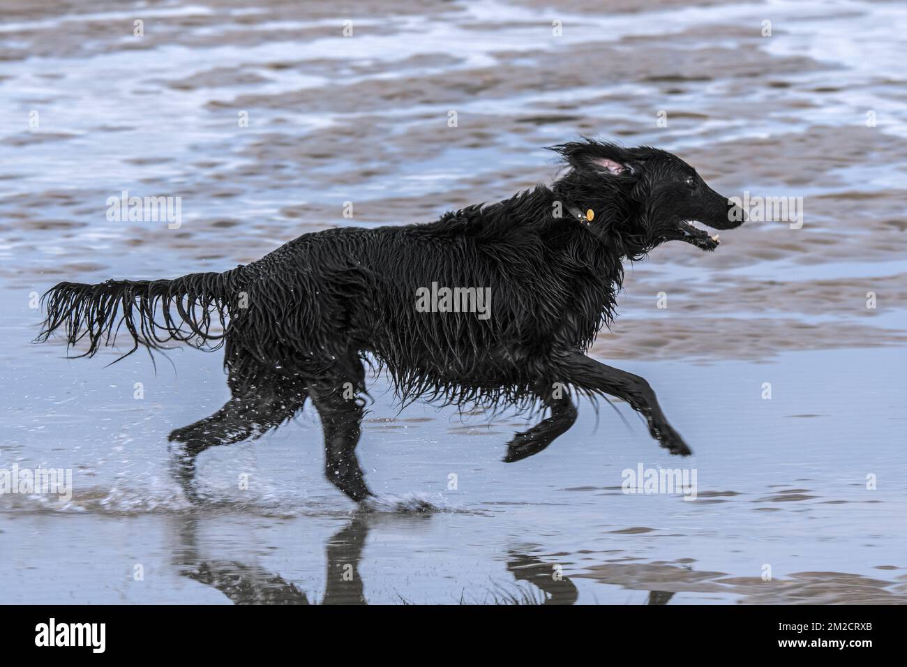 Happy playful black Belgian Shepherd dog with soaking wet fur running through water of puddle on sandy beach along the North Sea coast | Berger belge Groenendael / Chien de Berger Belge avec poil trempé courant sur la plage 30/01/2018 Stock Photo