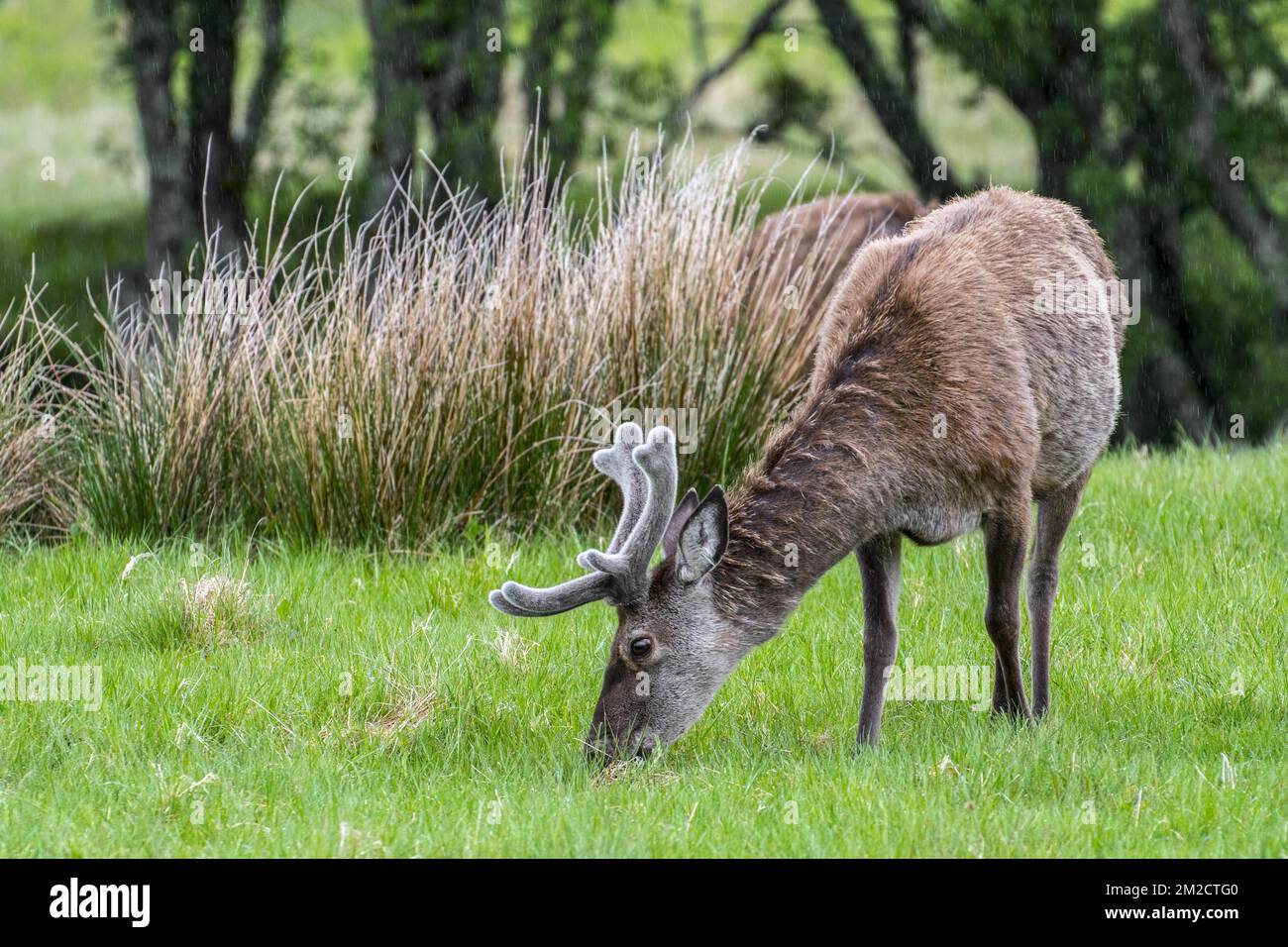 Red deer (Cervus elaphus) stag with antlers covered in velvet grazing in grassland in the rain in the Scottish Highlands in spring, Scotland, UK | Cerf élaphe en printemps, Ecosse, Royaume-Uni 30/05/2017 Stock Photo