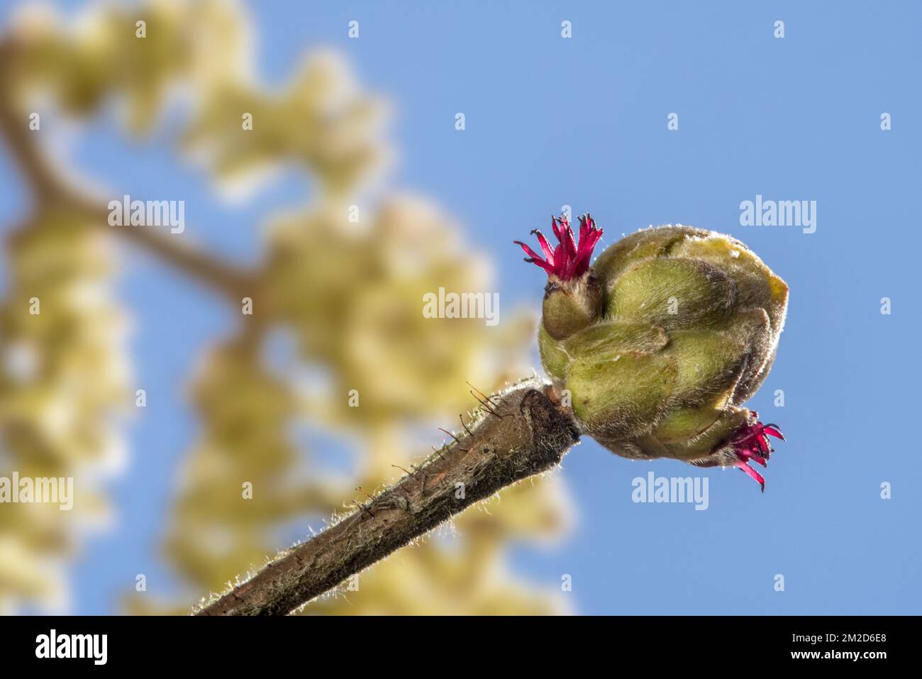 Common hazel (Corylus avellana) close up of female catkin concealed in bud with only the red styles visible against blue sky | Fleur femelle du noisetier / coudrier (Corylus avellana) montrant styles rouges dans son bourgeon écailleux contre ciel ble 16/02/2018 Stock Photo