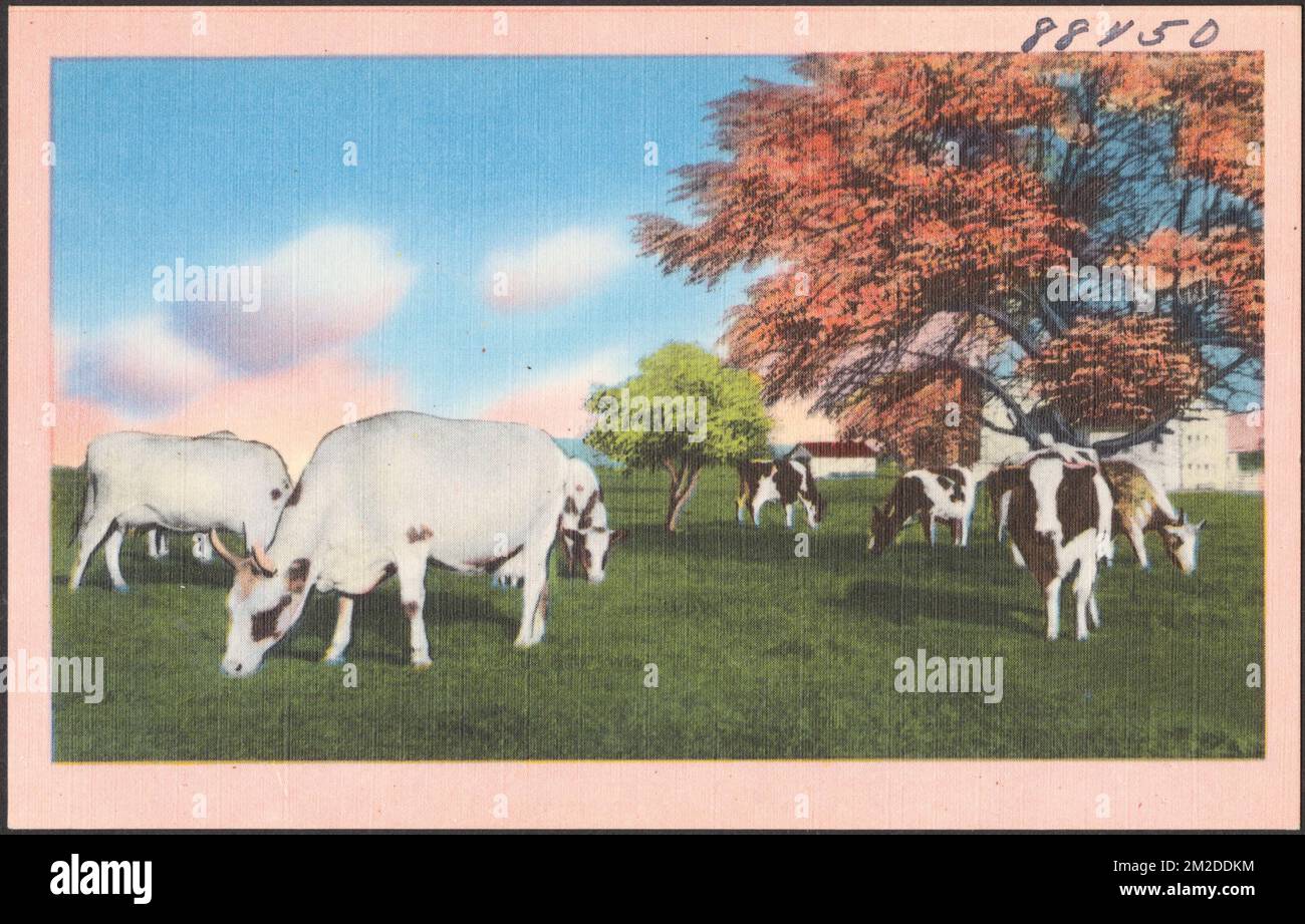 Cows grazing, trees in the background , Cattle, Trees, Tichnor Brothers ...