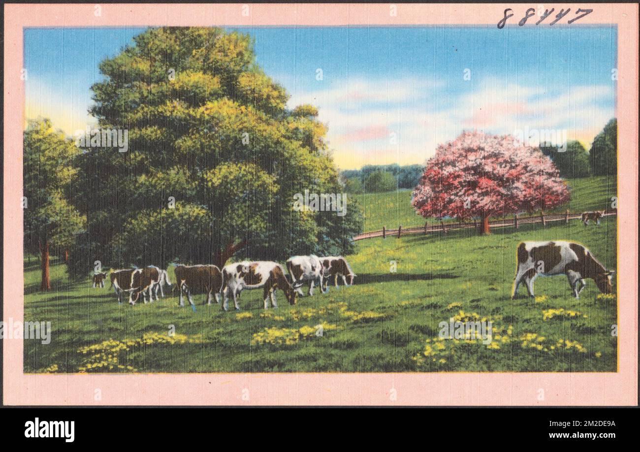 Cows grazing, trees in the background , Cattle, Trees, Tichnor Brothers ...