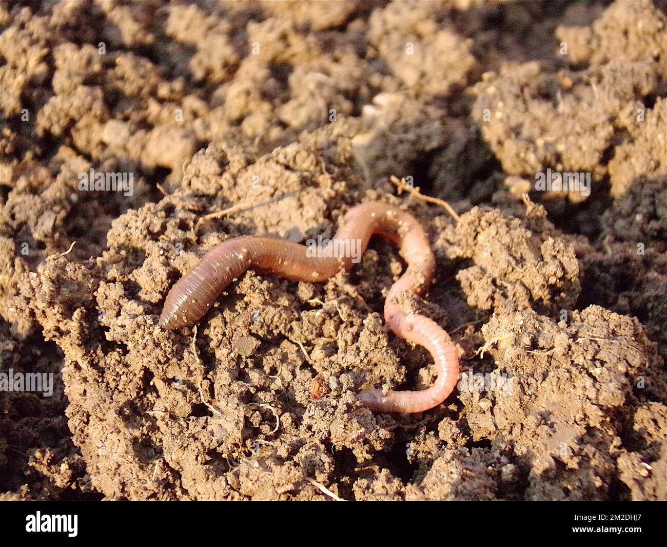 earthworms Vers de terre 07/03/2018 Stock Photo Alamy