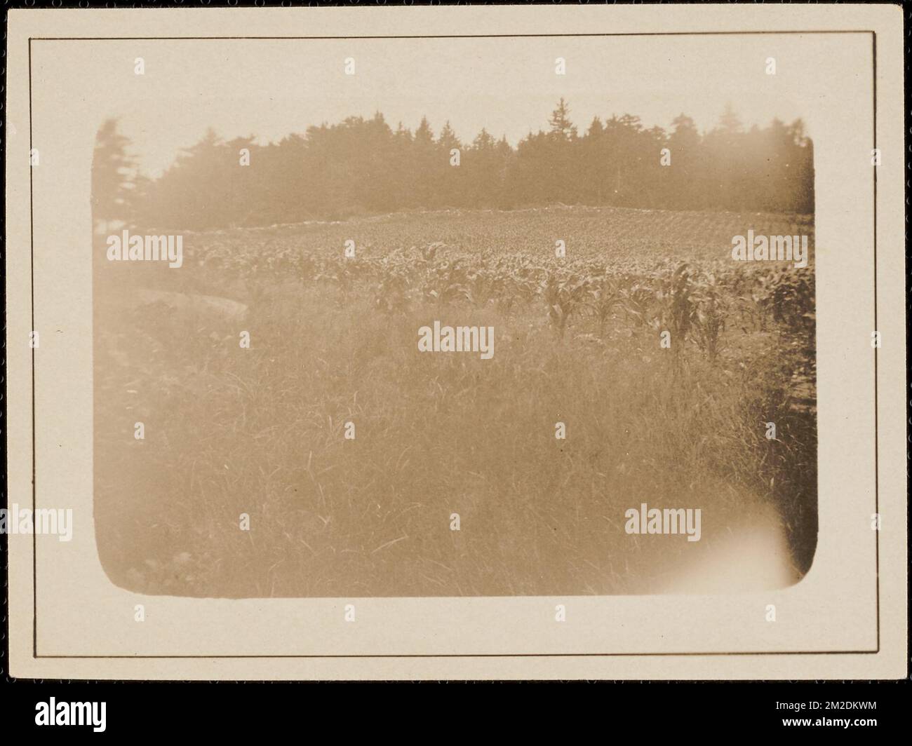 Crops Growing ,. Messenger Collection Stock Photo Alamy