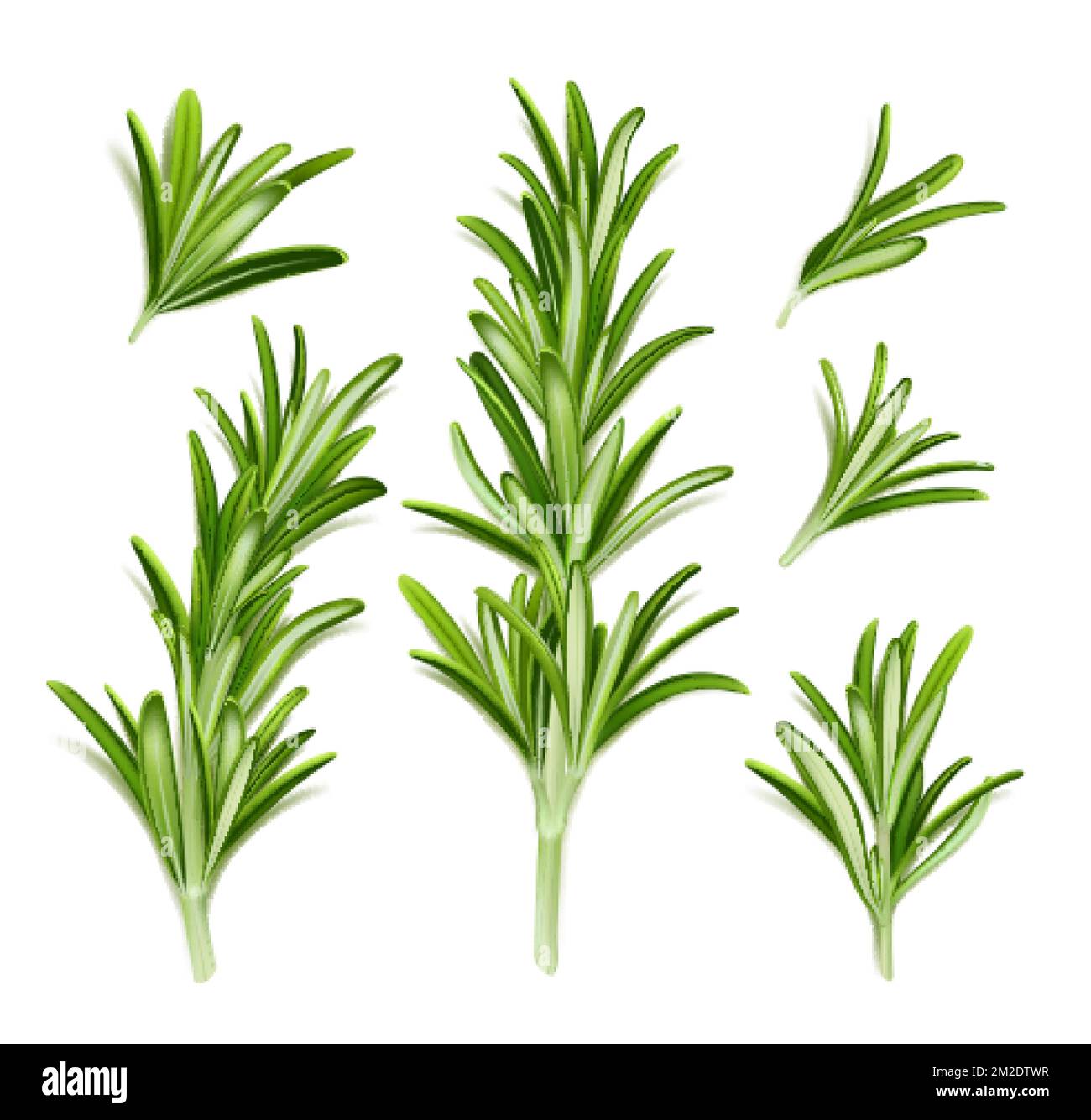 Rosemary plant, fresh herb branch with green leaves isolated on white
