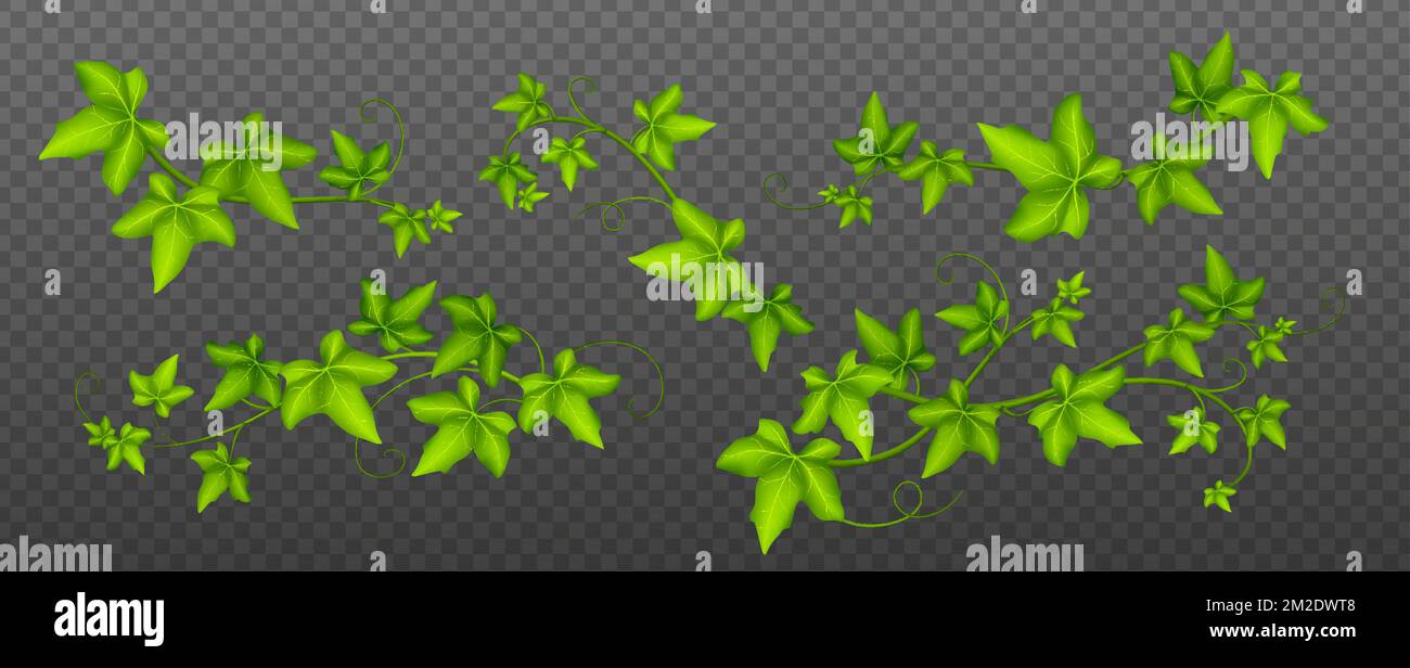 Ivy vines with green leaves, climbing creeper plant, botanical ...