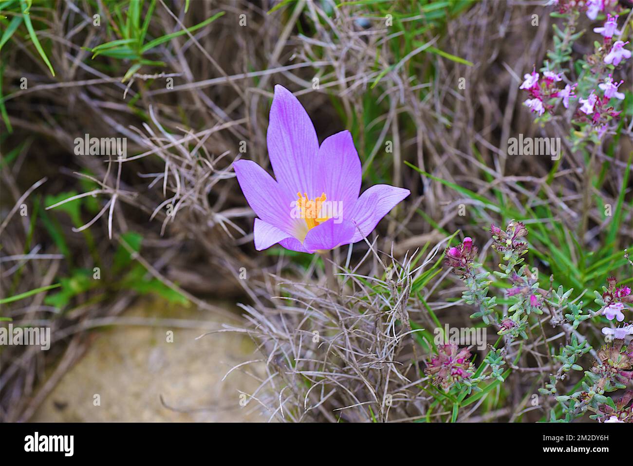 Nature and flowers | Nature et fleurs sauvages 09/10/2017 Stock Photo