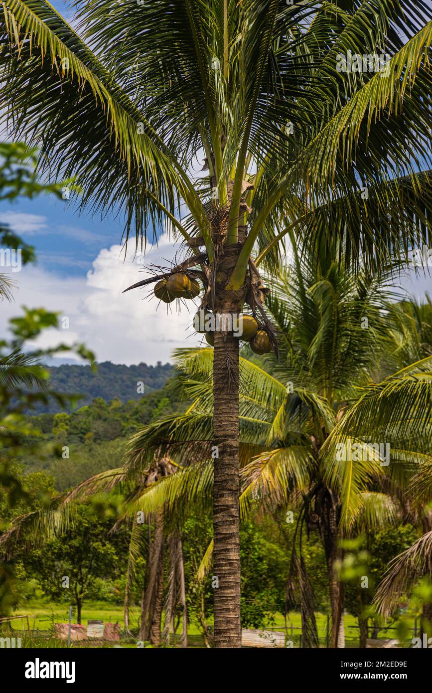 Coconut Tree at the island of Langkawi. Coconut palm on blue sky. Palm ...
