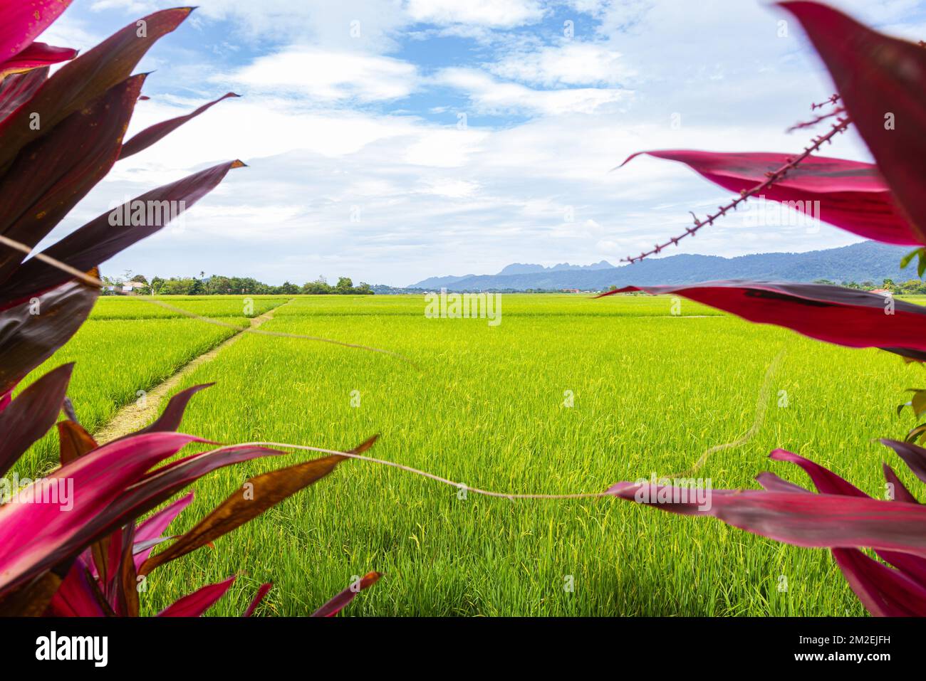 Green lush paddy field at the sunset valley Langkawi, Malaysia. Blue sky with white clouds on the horizon. Endless rice field, agriculture on the trop Stock Photo