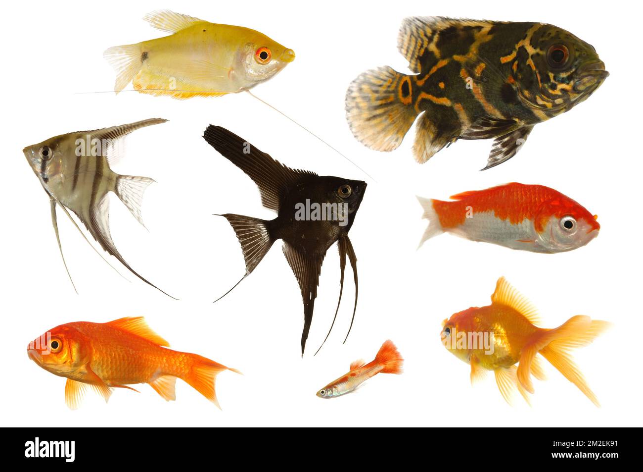 Many different aquarium fish isolated on white background. Stock Photo