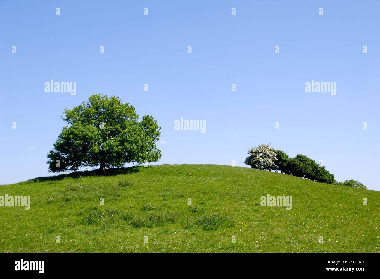 Tree on top of a hill hi-res stock photography and images - Alamy
