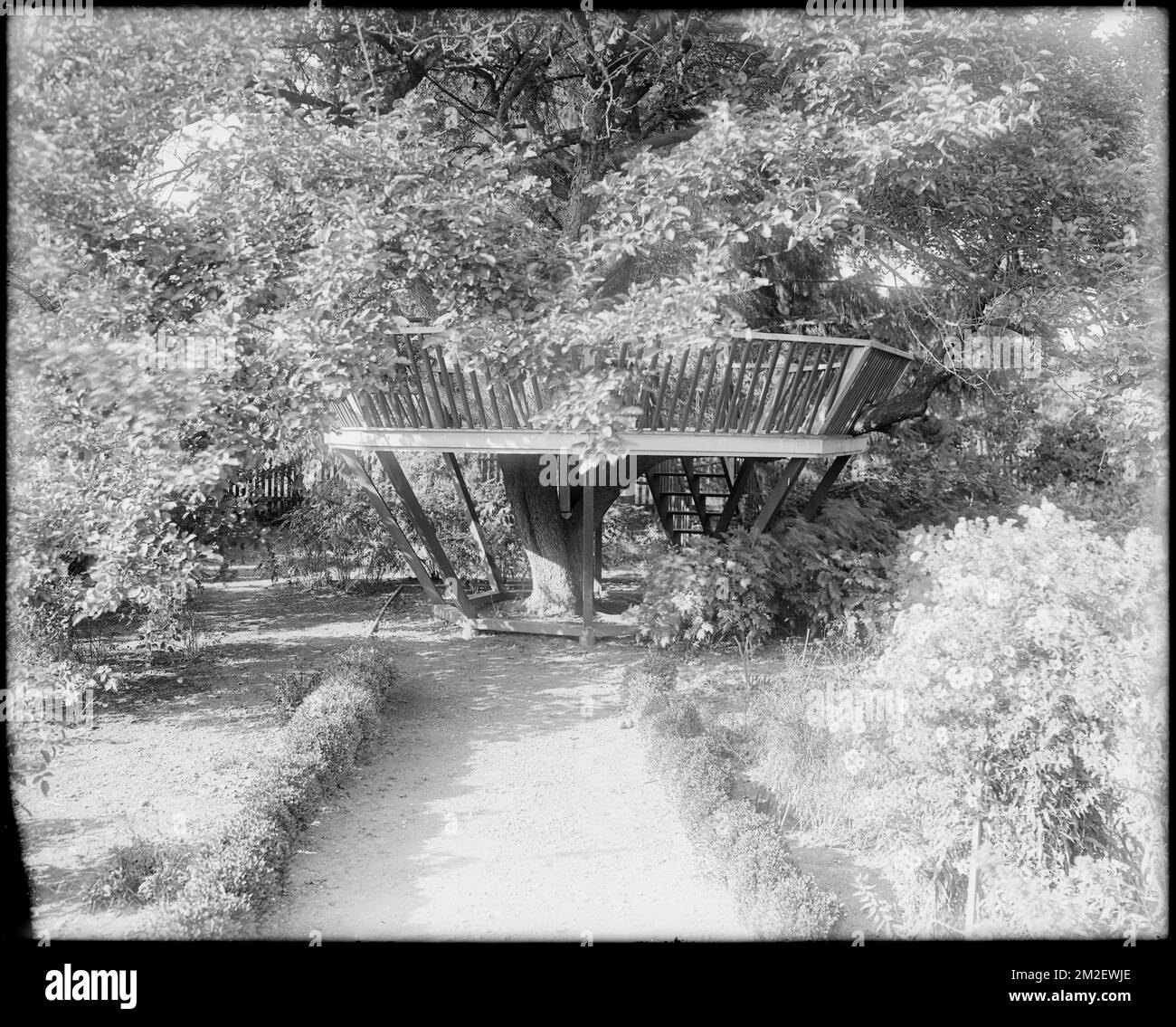 Danvers, Collins Street, views, 'look-off in a tree,' Robert 'King