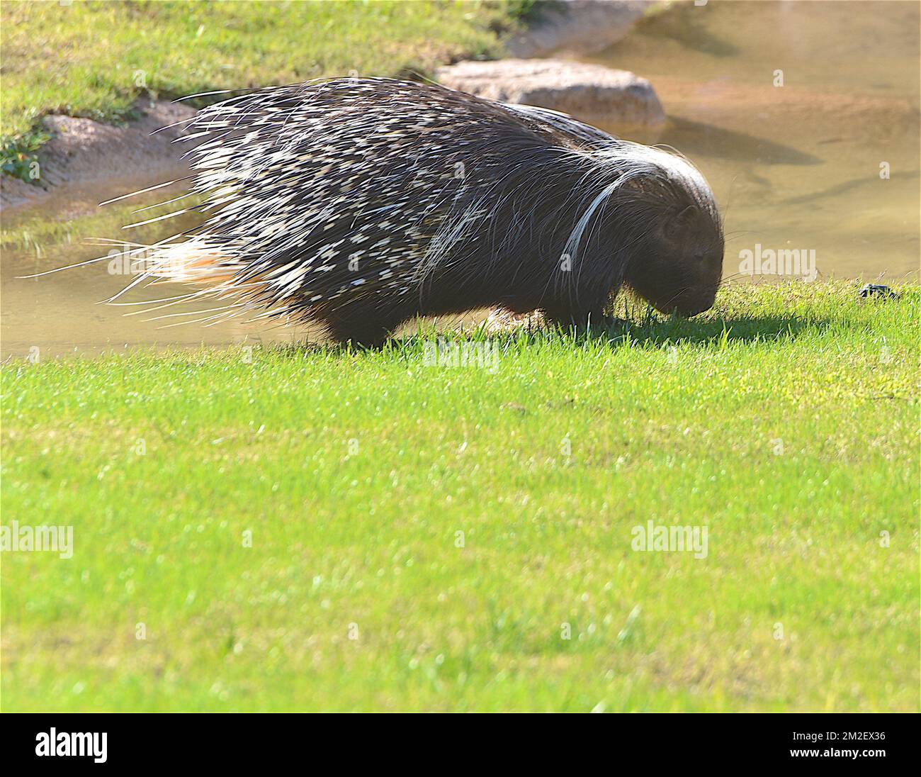 Porc epic hi-res stock photography and images - Alamy