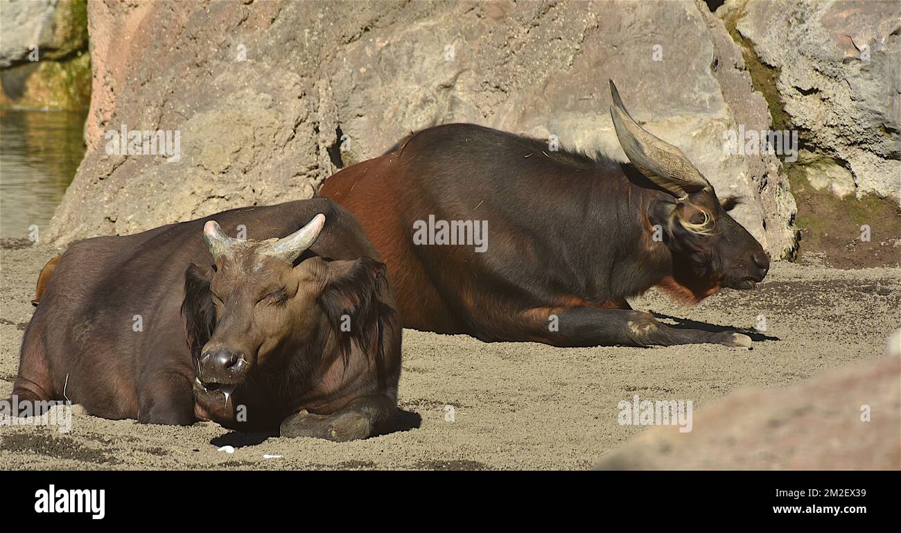 Buffle hi-res stock photography and images - Page 3 - Alamy