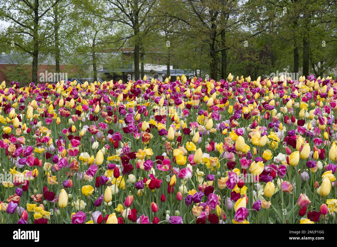 Colourful tulips in flower garden of Keukenhof Tulipes colorées dans