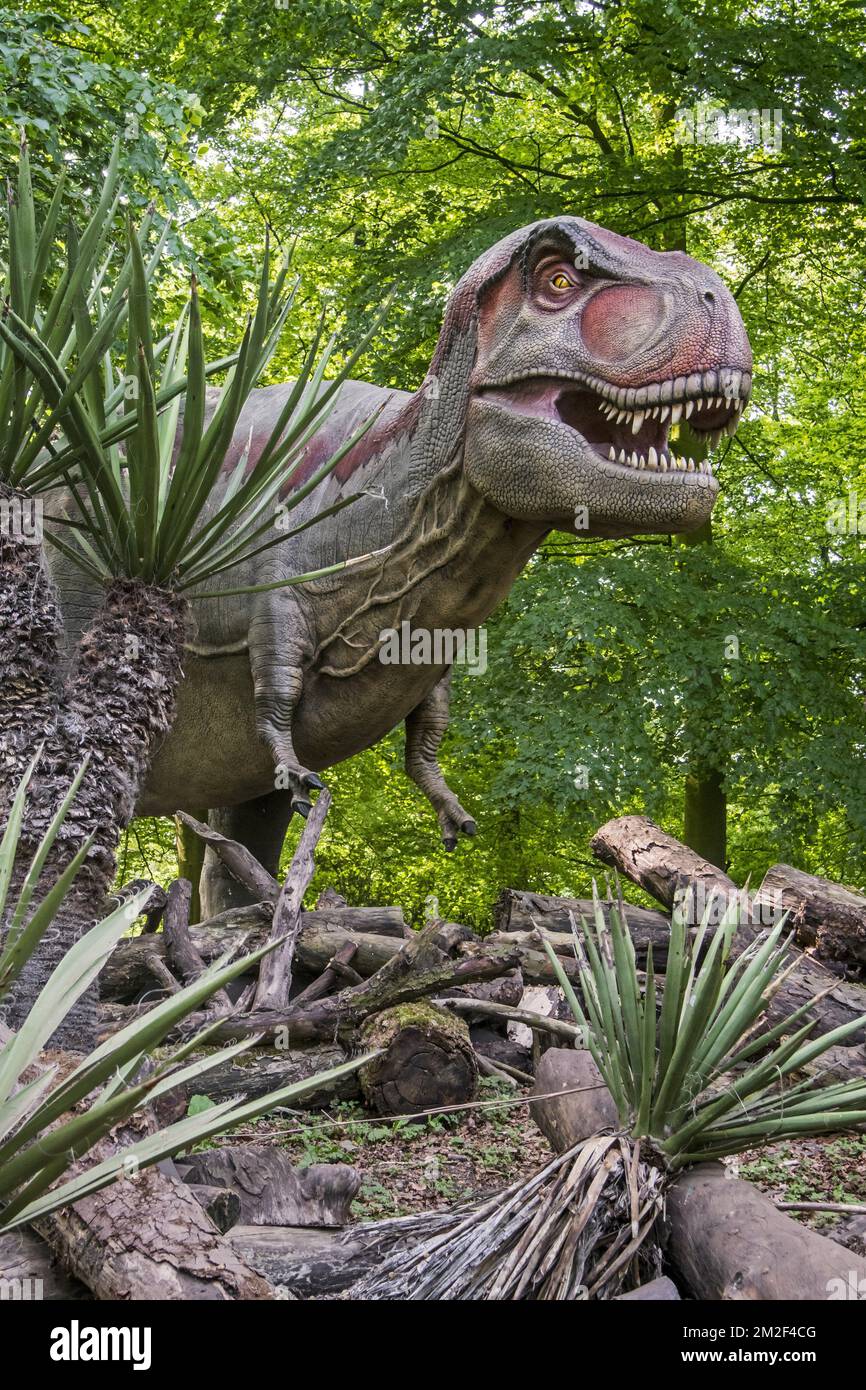 Realistic lifesize replica of Tyrannosaurus rex, coelurosaurian