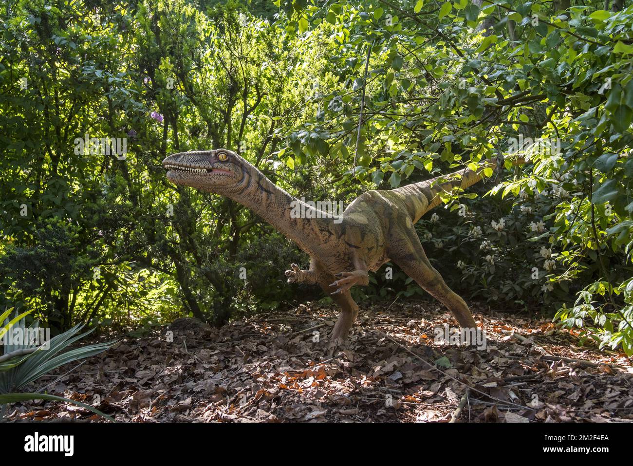 Realistic lifesize replica of Coelophysis, coelophysid theropod dinosaur from the Triassic Period | Réplique de Coelophysis, dinosaure du Trias supérieur 09/05/2018 Stock Photo