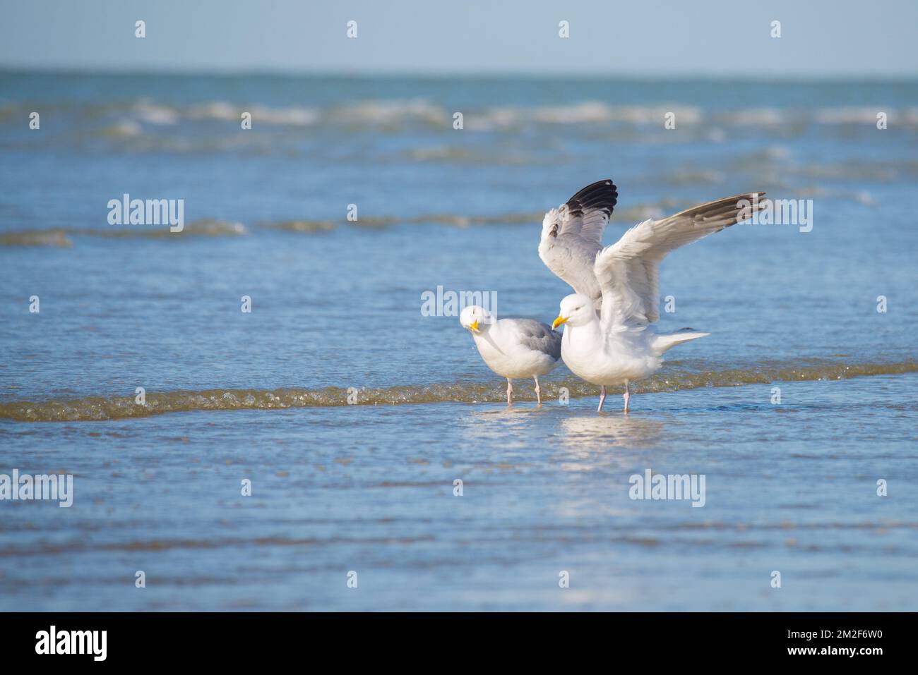 Seagull. | Mouette. 10/05/2018 Stock Photo