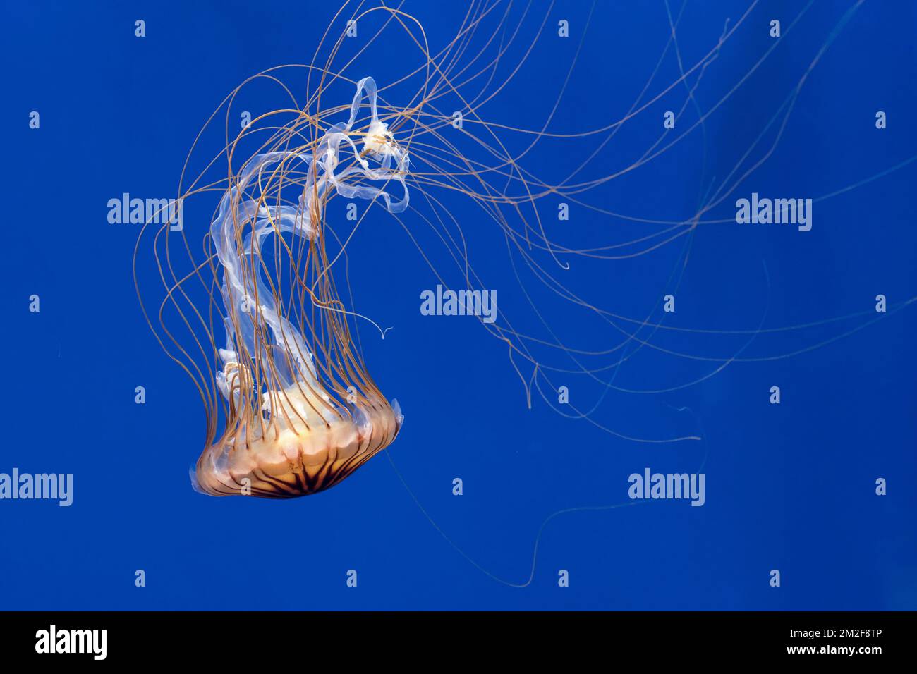 Japanese sea nettle (Chrysaora pacifica) jellyfish swimming underwater showing long trailing tentacles | Méduse striée du Pacifique (Chrysaora pacifica) 09/05/2018 Stock Photo
