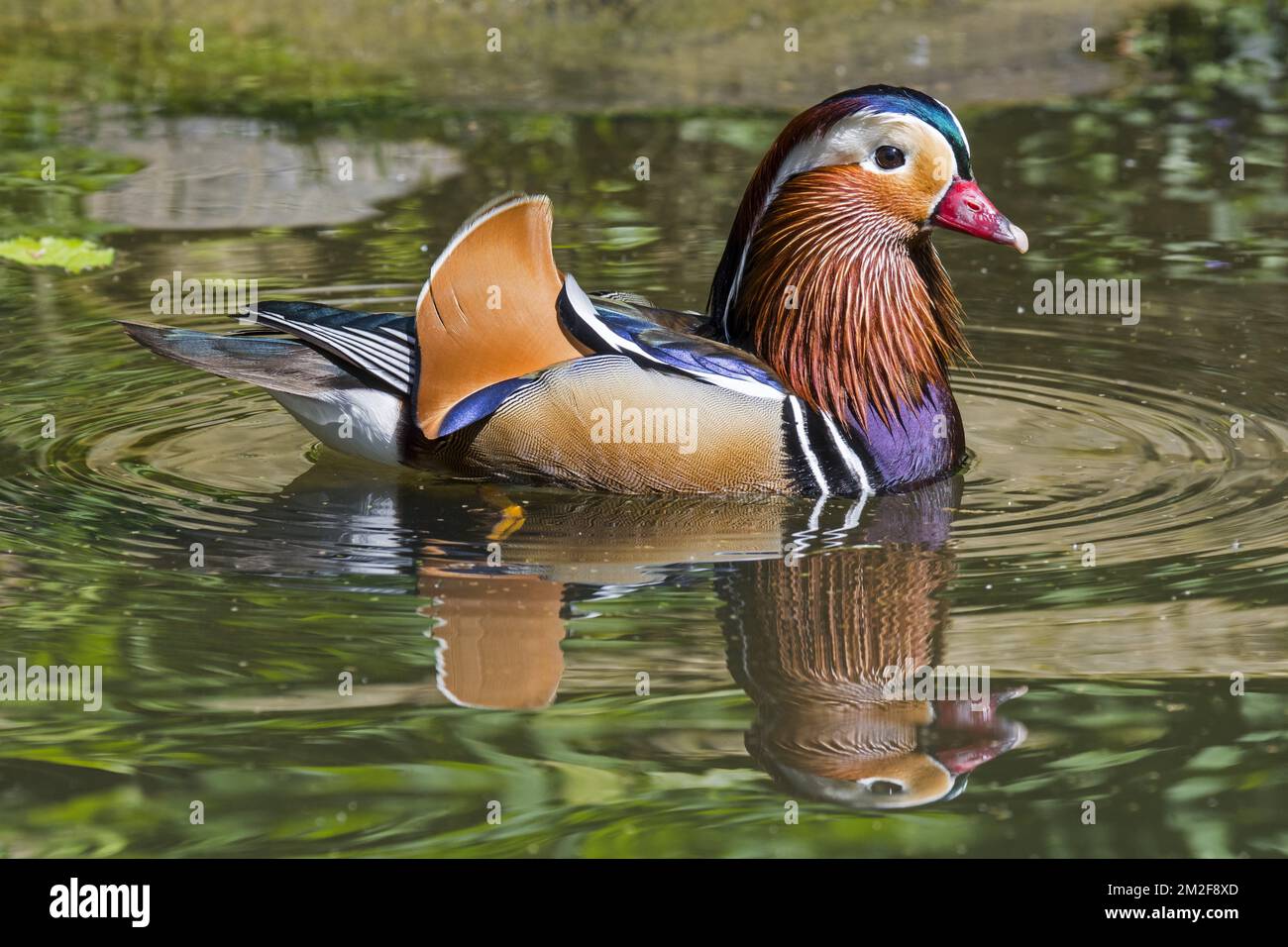 Mandarin duck (Aix galericulata) male swimming in pond, native to East ...