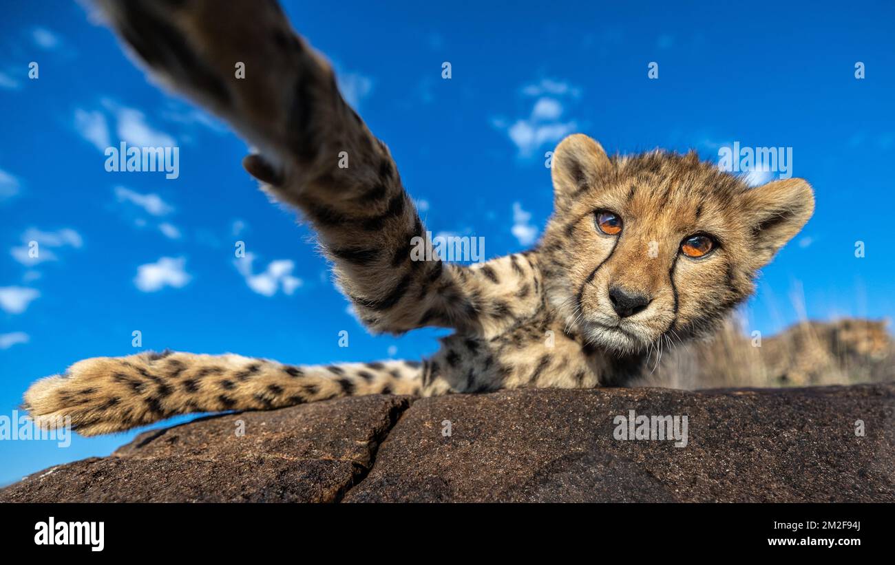 Cheetah cub playing in the bush, photographed on a safari in South