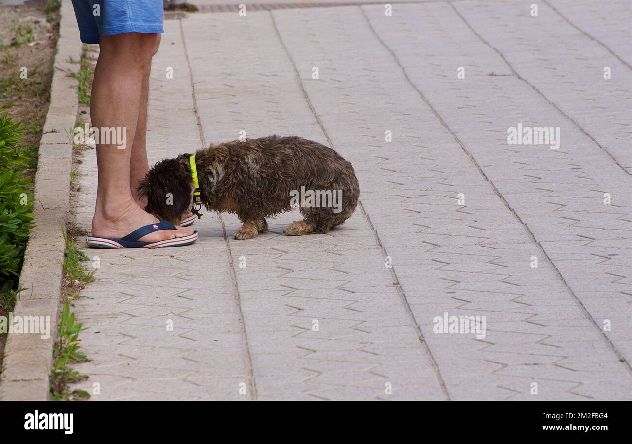 Walking with dog | Chien en promenade 07/05/2018 Stock Photo