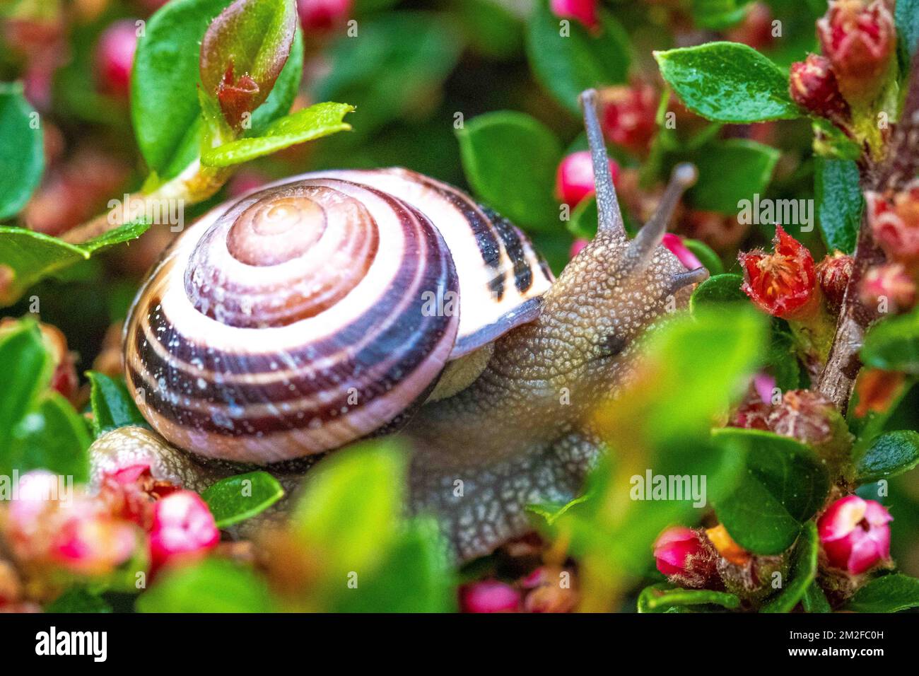 Snail. Escargot. 05/05/2016 Stock Photo Alamy