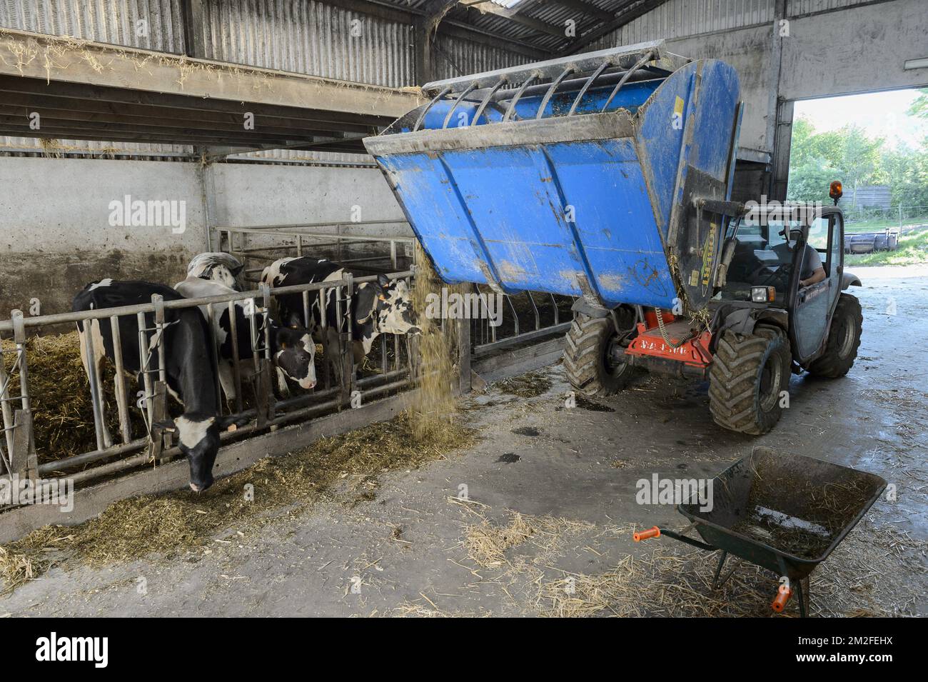 Cows eating their fodder at the feeder in the stable. The farmer feeds