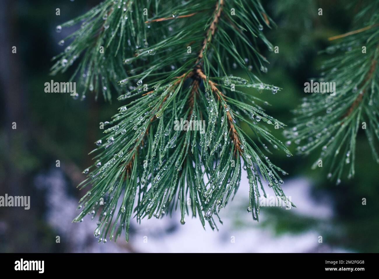 Drops on pine branch in forest Stock Photo