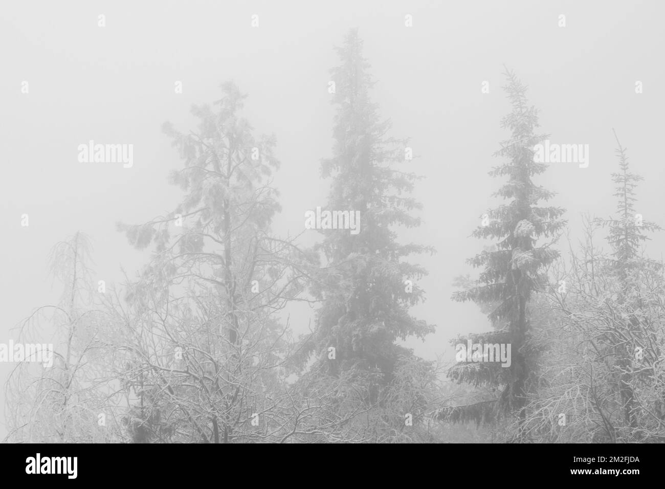 Silhouette of fir tree tops in fog in forest Black and white Stock