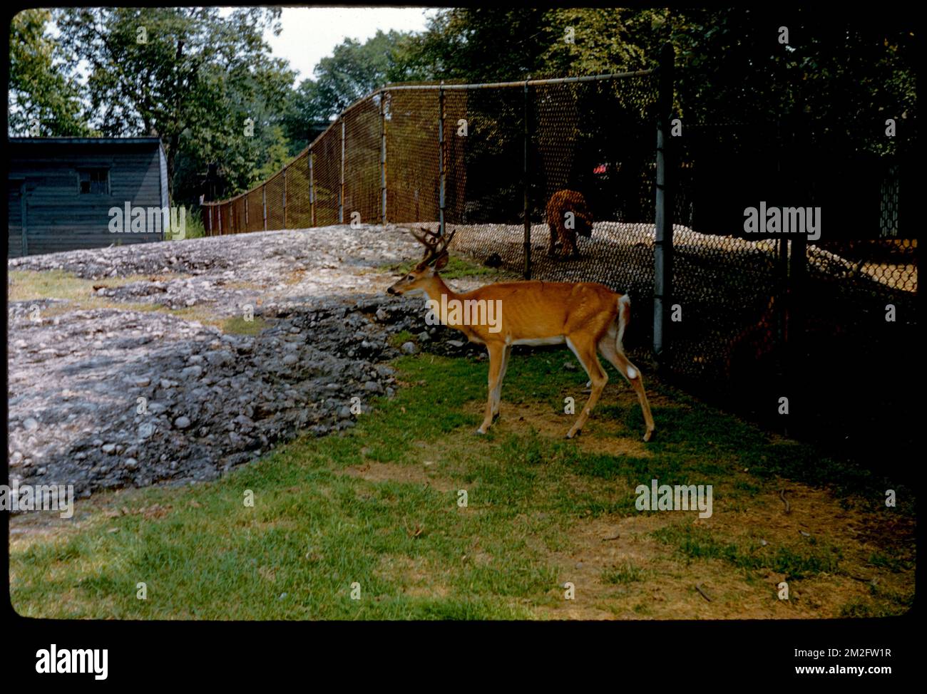 Deer, Franklin Park , Deer, Zoos, Zoo animals, Franklin Park Zoo. Edmund L. Mitchell Collection