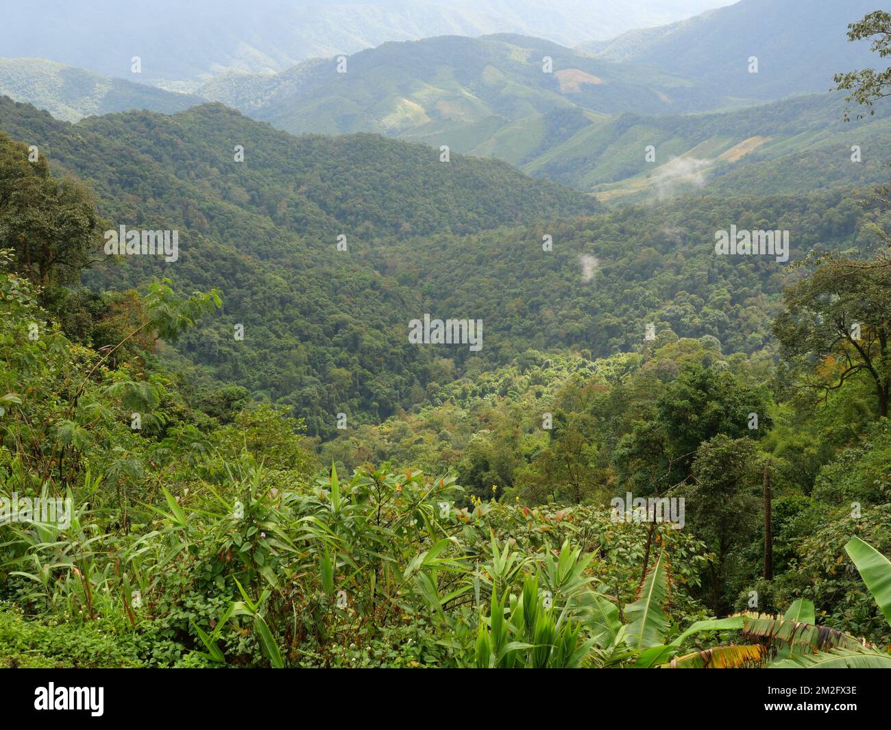 Fog cover limestone mountain, Mist in valley with green forest and rock at Pua District, Nan Province, Thailand Stock Photo