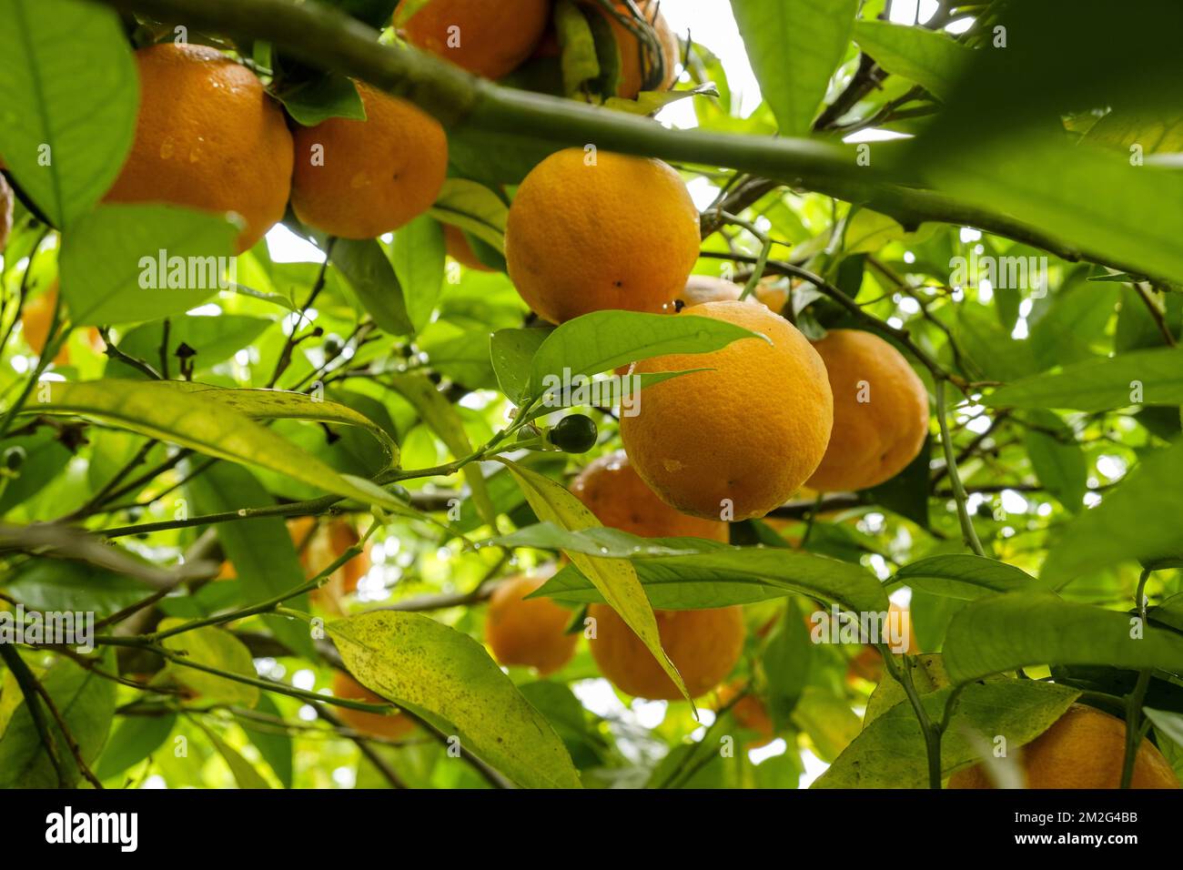 Oranges on an orange tree Oranges sur un oranger 19/06/2018 Stock
