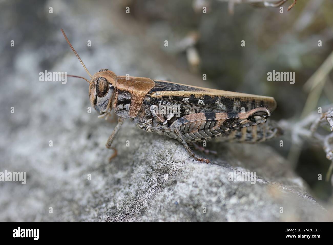 Detailed closeup on a Mediterranean short-horned grasshopper , Calliptamus in the Gard, France Stock Photo