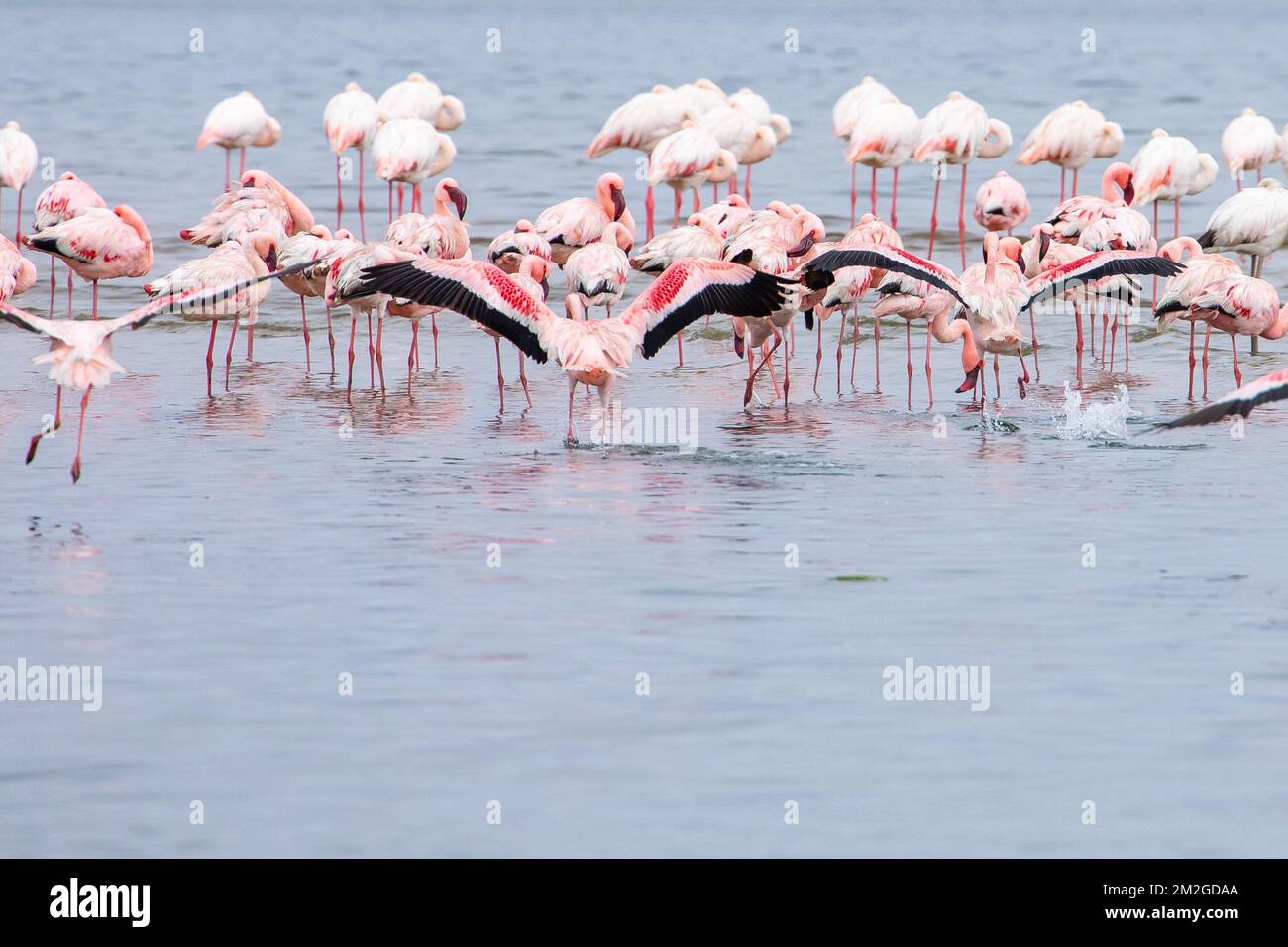 Flock of pink flamingos flying in Namibia, beautiful birds Stock Photo -  Alamy